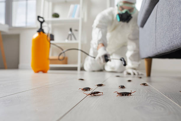 Affordable Termite Control solutions in Jerseyville, IL